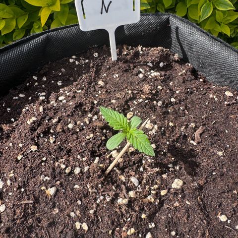Northern Lights Automatic growlog timeline photo