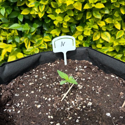 Northern Lights Automatic growlog timeline photo