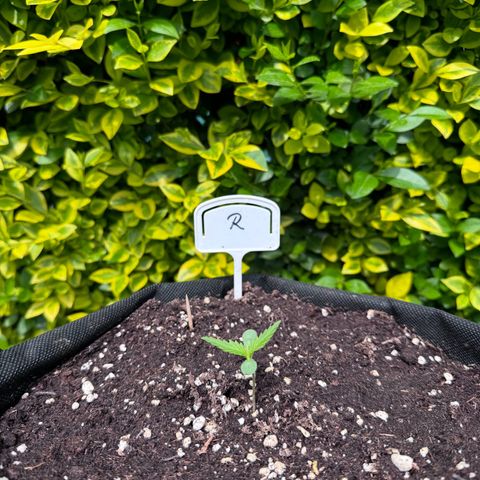 Runtz Auto growlog timeline photo
