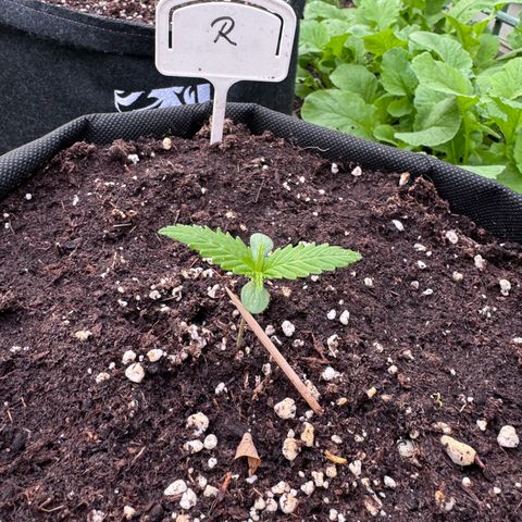 Runtz Auto growlog timeline photo