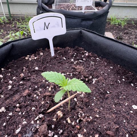 Northern Lights Automatic growlog timeline photo