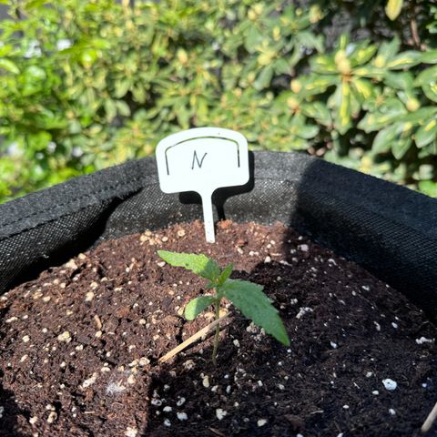 Northern Lights Automatic growlog timeline photo