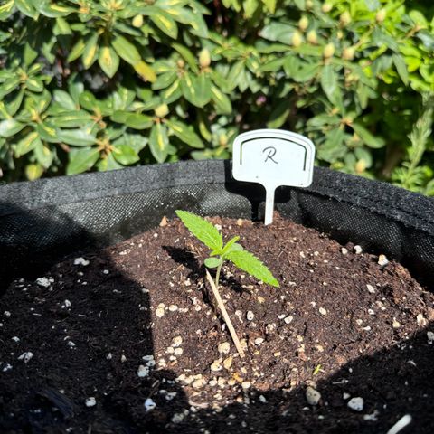 Runtz Auto growlog timeline photo