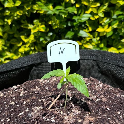 Northern Lights Automatic growlog timeline photo