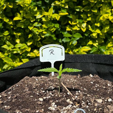 Runtz Auto growlog timeline photo