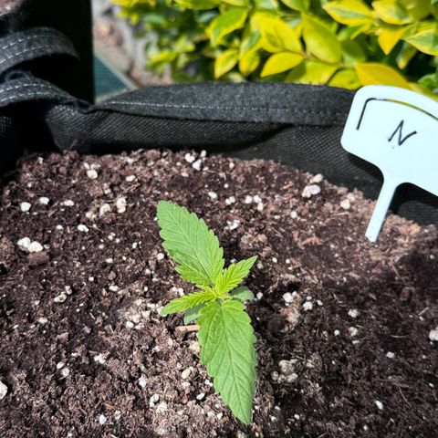 Northern Lights Automatic growlog timeline photo