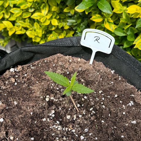 Runtz Auto growlog timeline photo