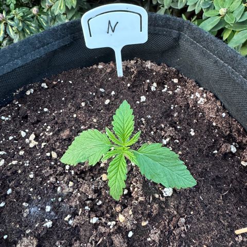Northern Lights Automatic growlog timeline photo