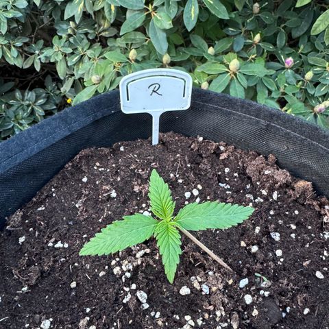 Runtz Auto growlog timeline photo