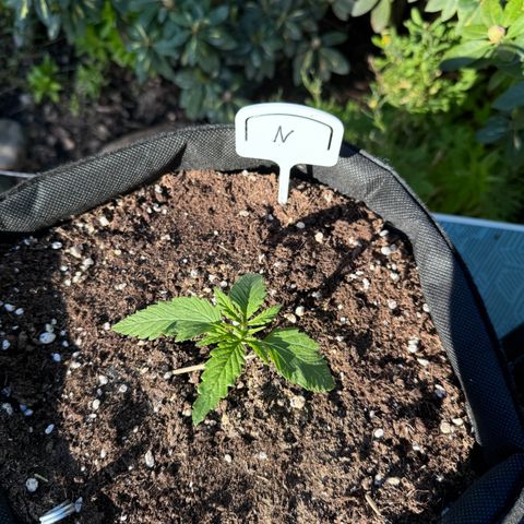 Northern Lights Automatic growlog timeline photo