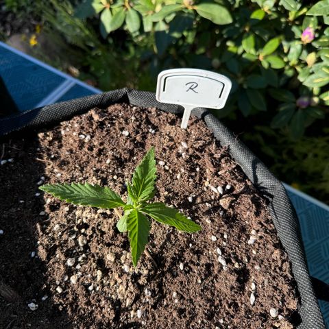 Runtz Auto growlog timeline photo