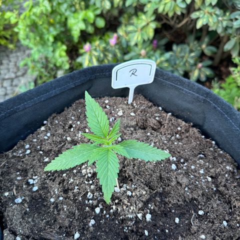 Runtz Auto growlog timeline photo