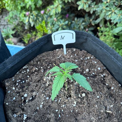 Northern Lights Automatic growlog timeline photo