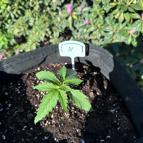 Northern Lights Automatic growlog timeline photo