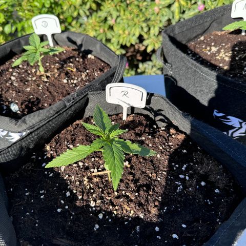 Runtz Auto growlog timeline photo
