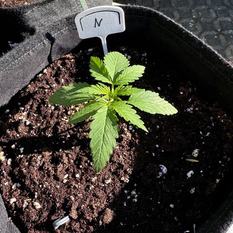 Northern Lights Automatic growlog timeline photo
