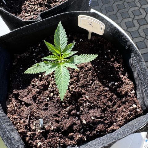 Runtz Auto growlog timeline photo