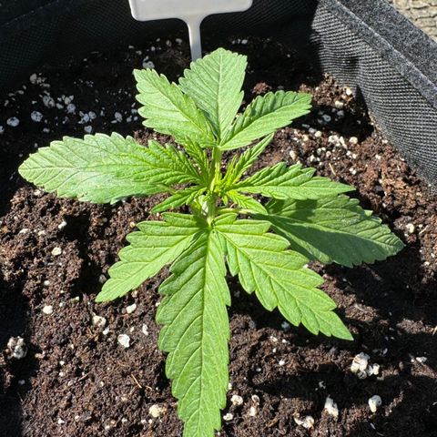 Northern Lights Automatic growlog timeline photo