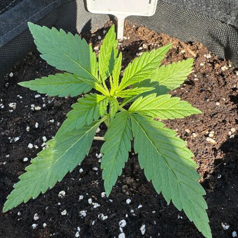 Runtz Auto growlog timeline photo