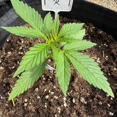 Runtz Auto growlog timeline photo