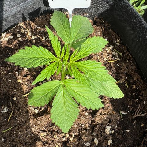 Northern Lights Automatic growlog timeline photo