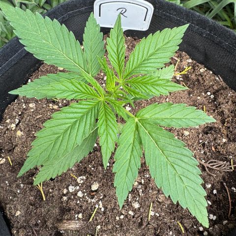 Runtz Auto growlog timeline photo