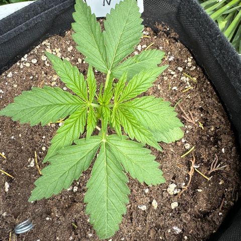 Northern Lights Automatic growlog timeline photo