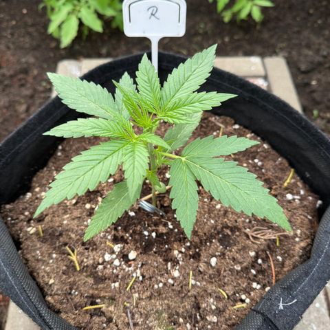 Runtz Auto growlog timeline photo