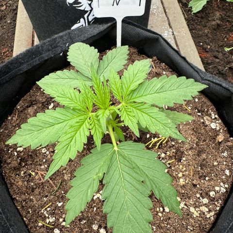 Northern Lights Automatic growlog timeline photo
