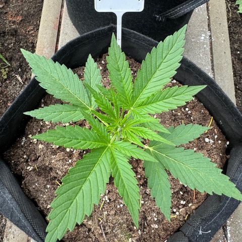 Runtz Auto growlog timeline photo