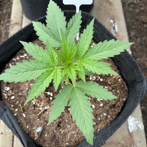 Northern Lights Automatic growlog timeline photo