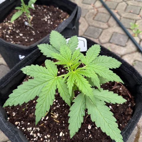 Northern Lights Automatic growlog timeline photo
