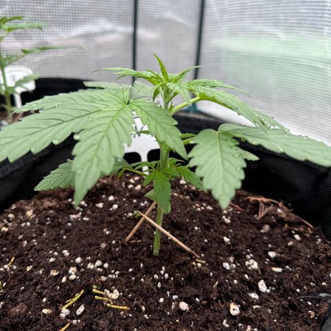 Northern Lights Automatic growlog timeline photo