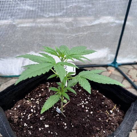 Runtz Auto growlog timeline photo