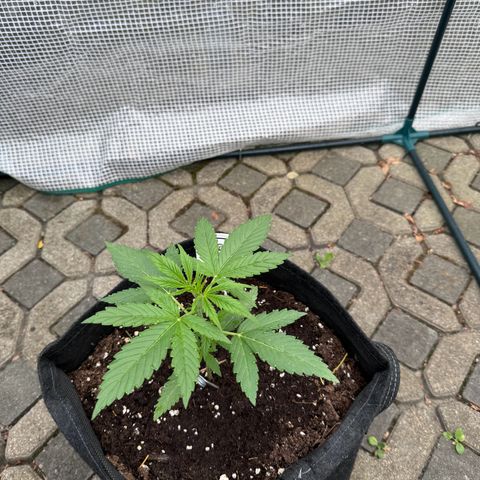 Runtz Auto growlog timeline photo