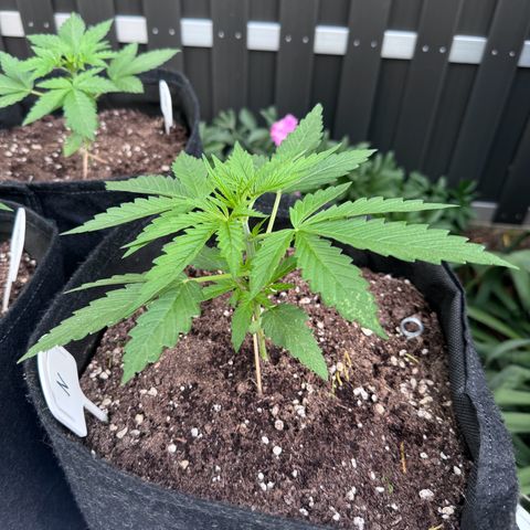Northern Lights Automatic growlog timeline photo