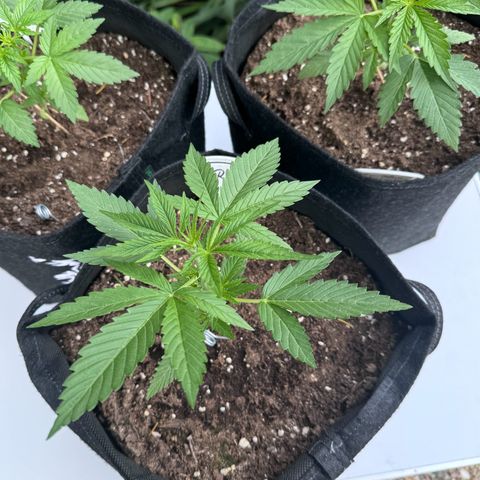 Runtz Auto growlog timeline photo