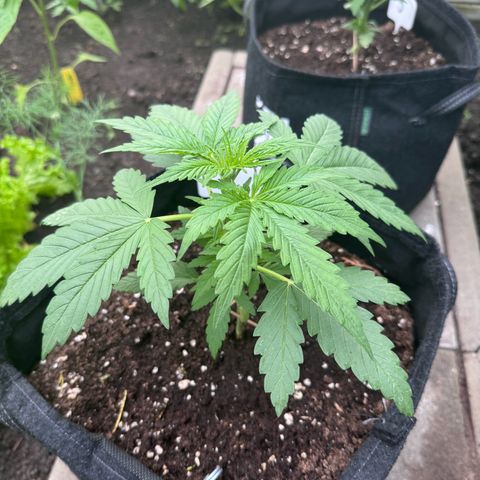 Northern Lights Automatic growlog timeline photo