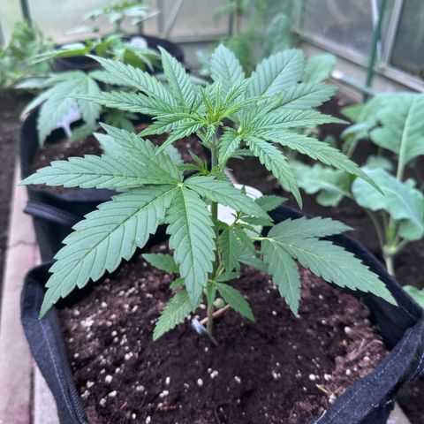 Runtz Auto growlog timeline photo