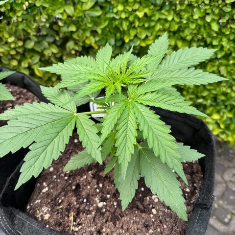 Northern Lights Automatic growlog timeline photo