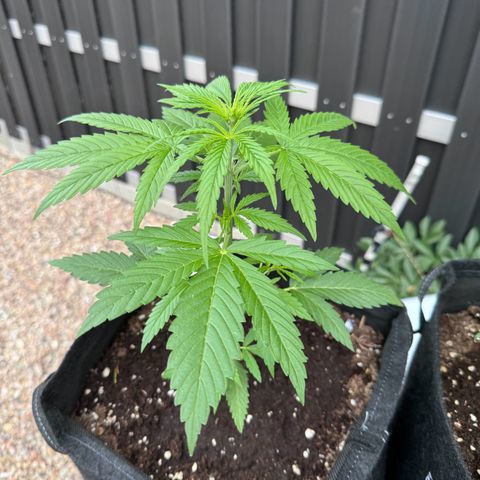 Runtz Auto growlog timeline photo