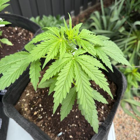 Northern Lights Automatic growlog timeline photo