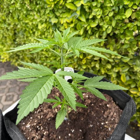 Runtz Auto growlog timeline photo