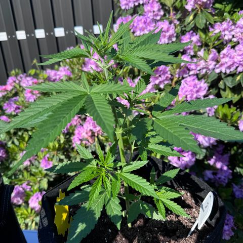 Runtz Auto growlog timeline photo