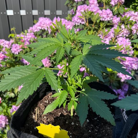 Northern Lights Automatic growlog timeline photo