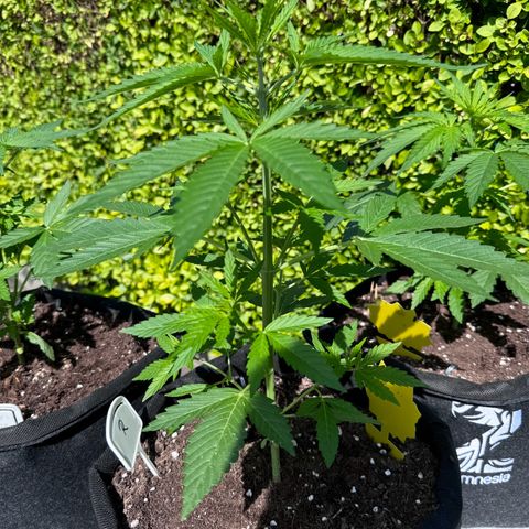 Runtz Auto growlog timeline photo