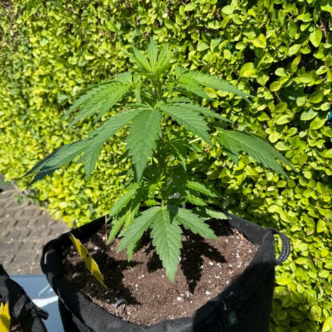 Northern Lights Automatic growlog timeline photo