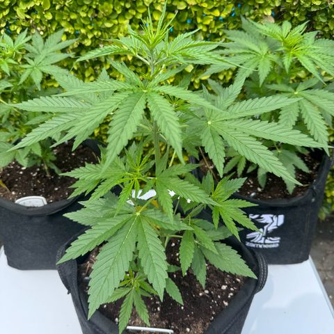 Runtz Auto growlog timeline photo