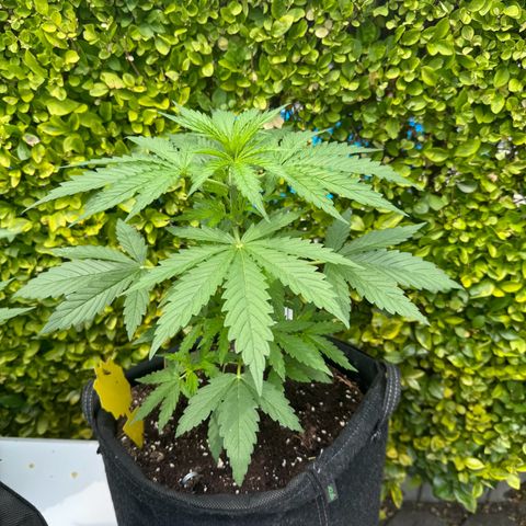 Northern Lights Automatic growlog timeline photo