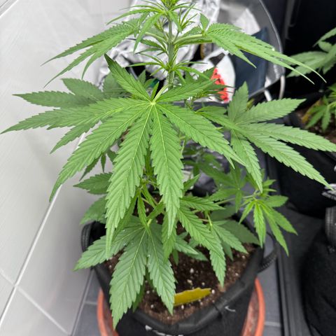 Runtz Auto growlog timeline photo